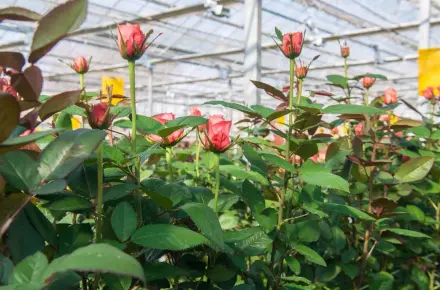 Conflict-linked logistics crisis impacts Kenya’s flower trade